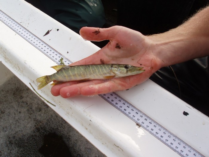 Lower Thames Survey 2011